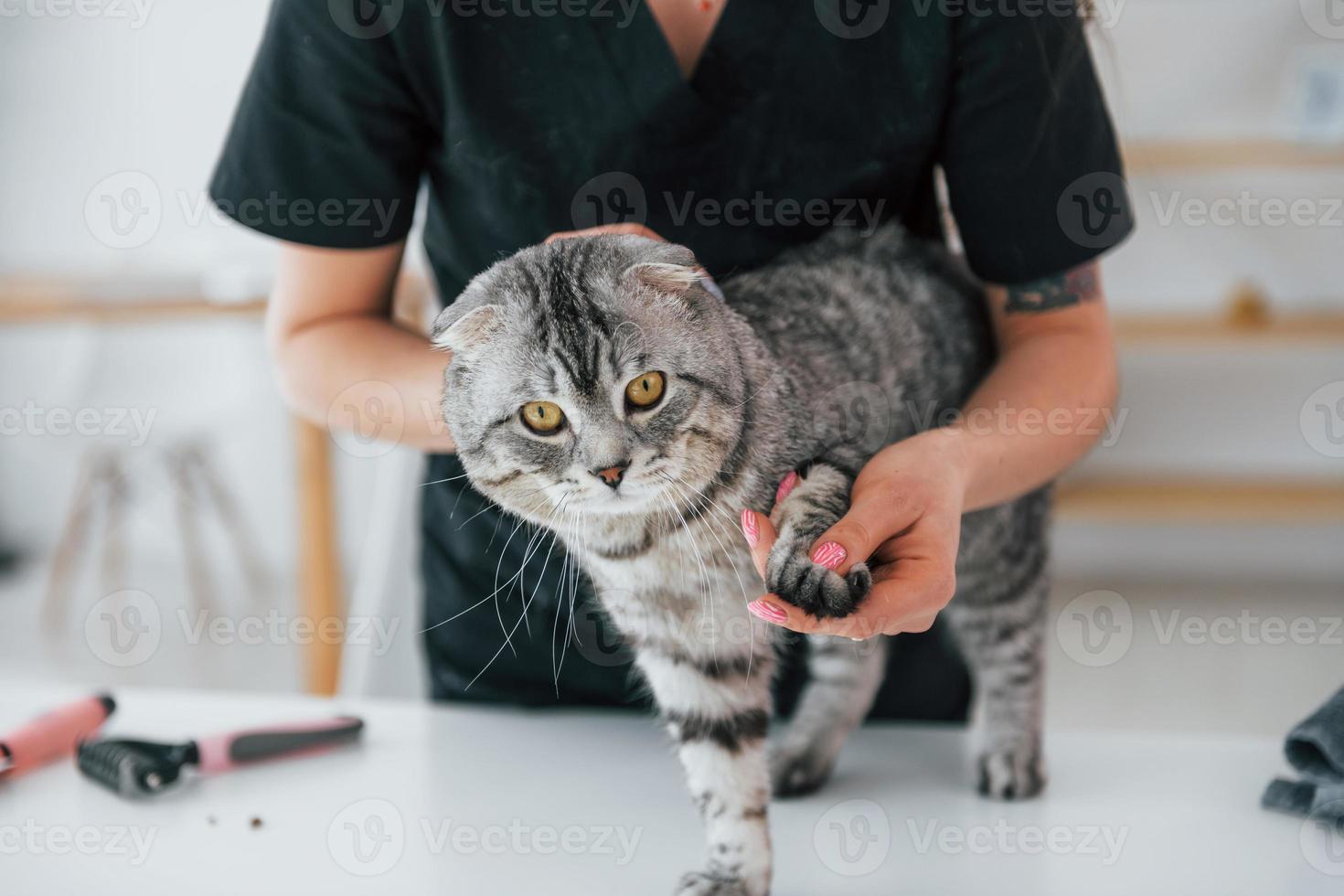 Checking the nails on paw. Scottish fold cat is in the grooming salon with female veterinarian photo