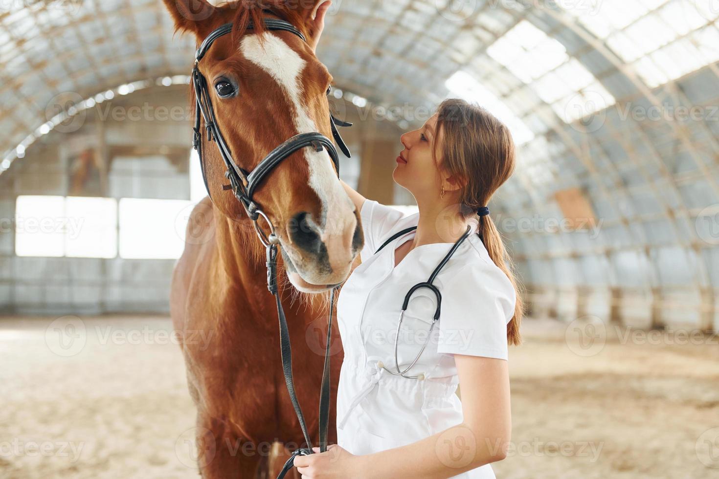 Checking the health of an animal. Female doctor in white coat is with horse on a stable photo