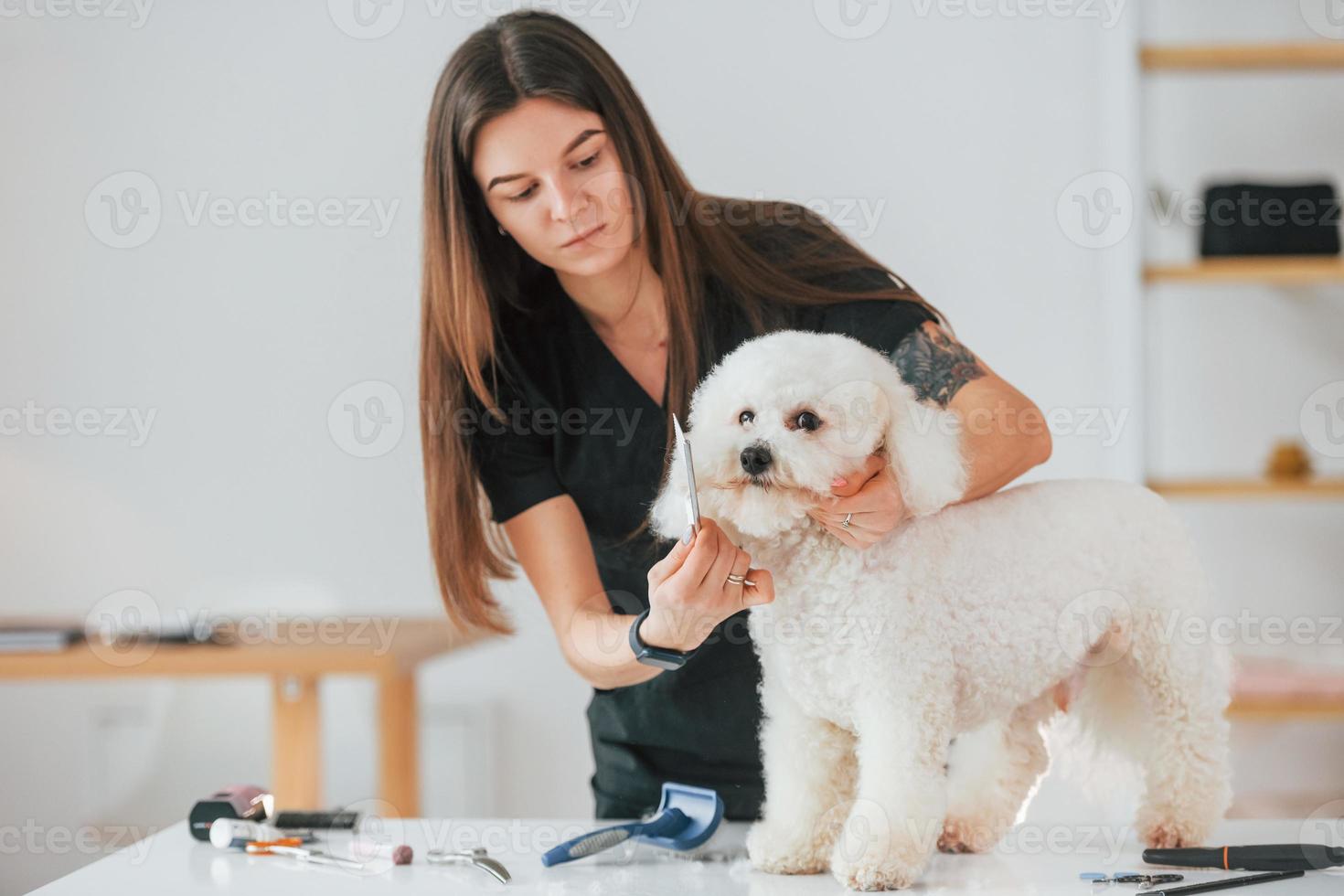 Woman taking care of the pet. Cute little dog is in the grooming studio photo