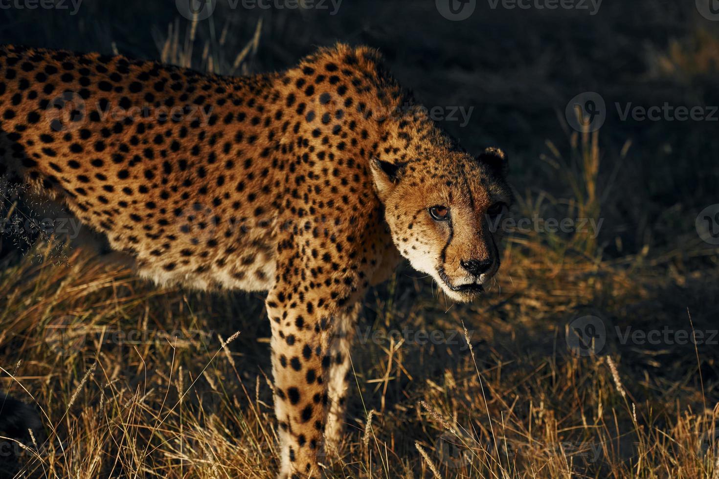 Close up view. Cheetah is outdoors in the wildlife photo