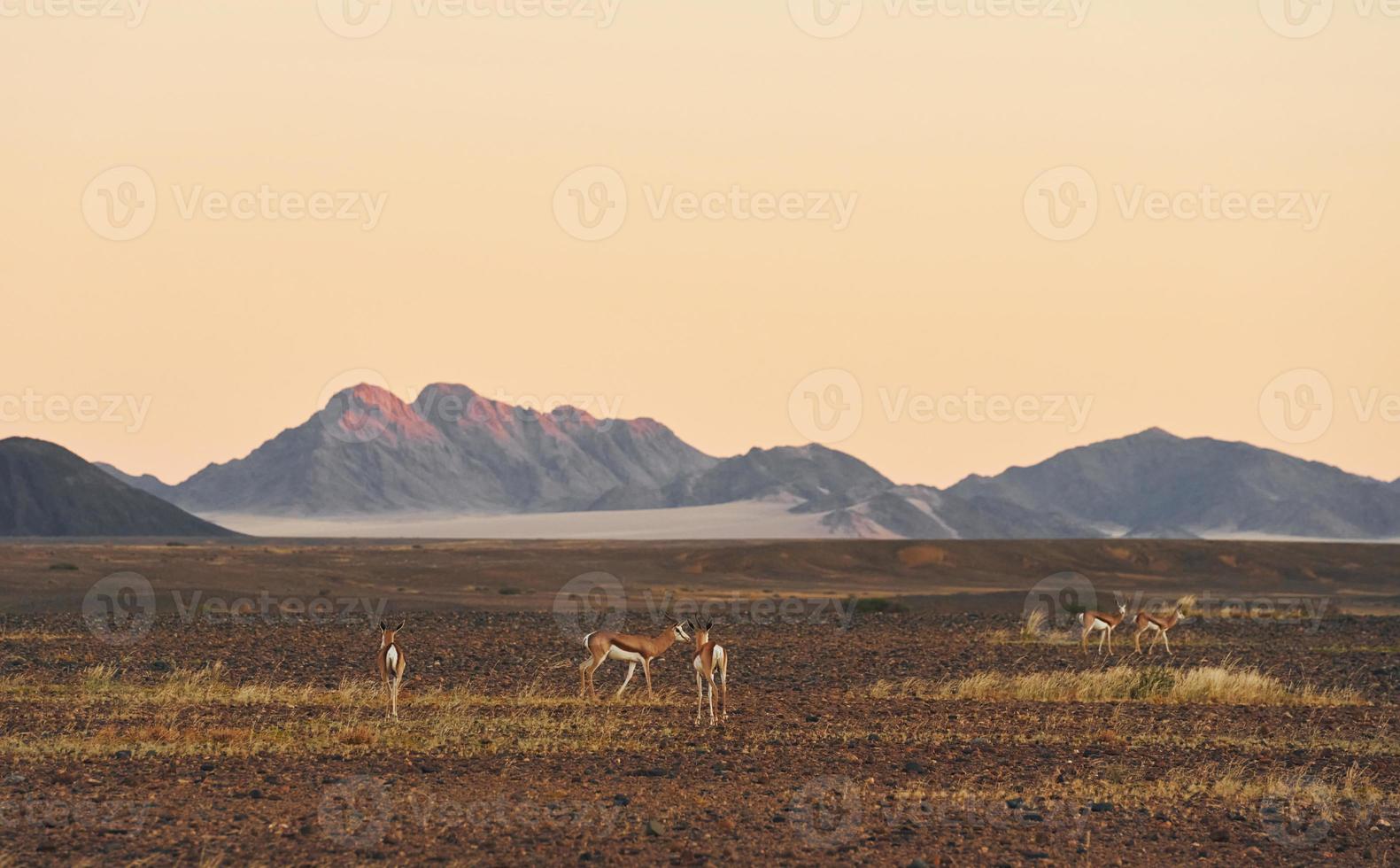 Mountains is far away in distance. Majestic view of amazing landscapes in African desert photo