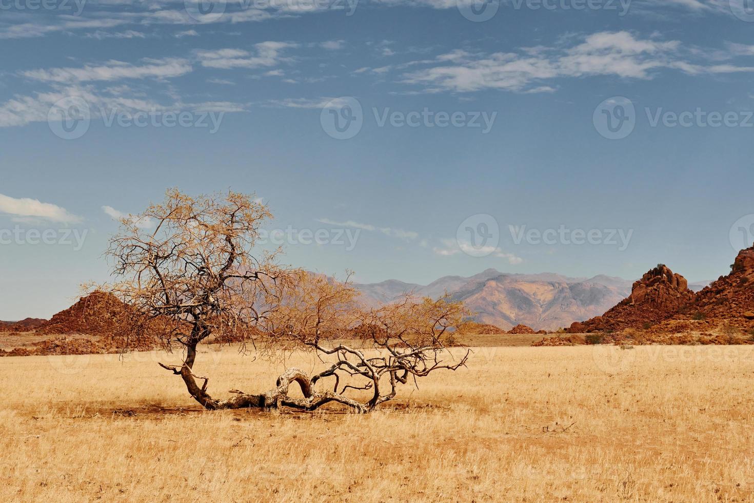 los árboles están creciendo en la tierra de clima extremo. vista majestuosa de paisajes asombrosos en el desierto africano foto