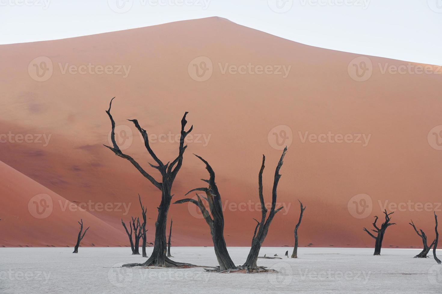 Famous touristic place with dead trees. Majestic view of amazing landscapes in African desert photo