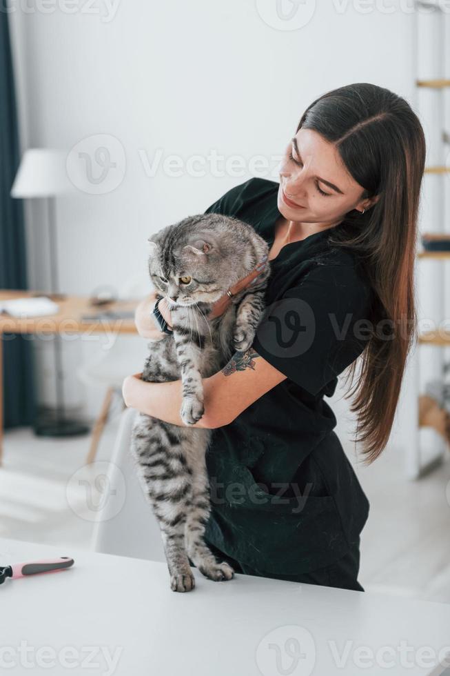 Beautiful portrait. Conception of trust. Scottish fold cat is in the grooming salon with female veterinarian photo