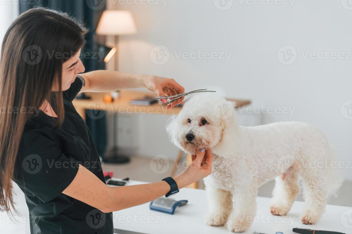 Using scissors. Cute little dog is in the grooming studio 8365310 Stock