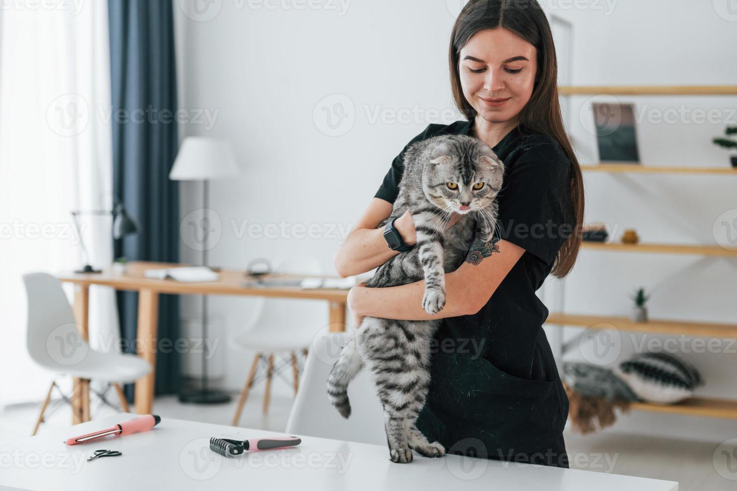 Beautiful portrait. Conception of trust. Scottish fold cat is in the grooming salon with female veterinarian photo
