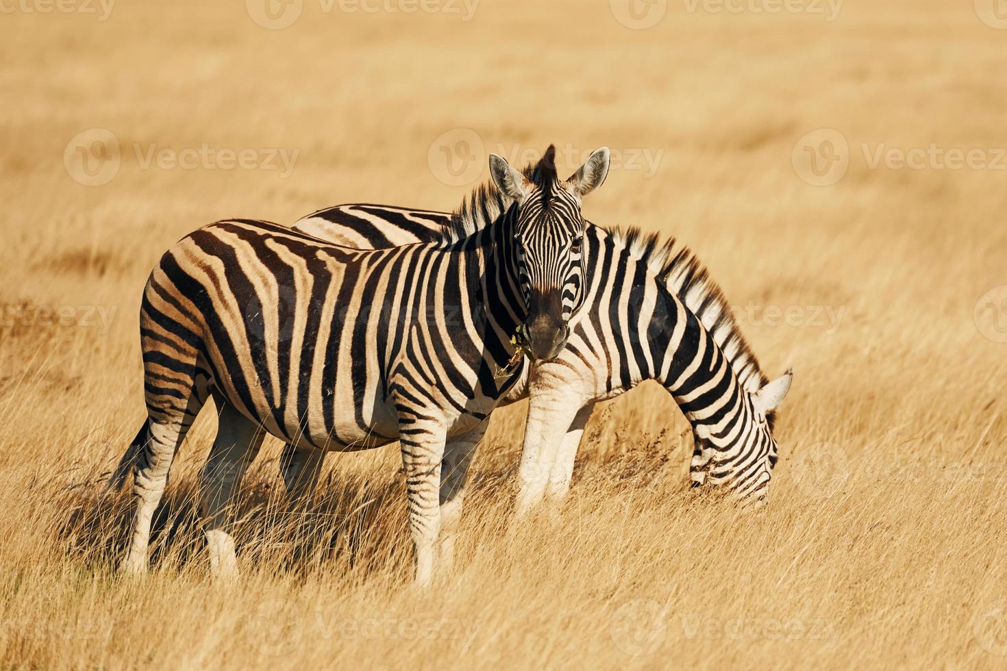 Beautiful animals. Zebras in the wildlife at daytime photo