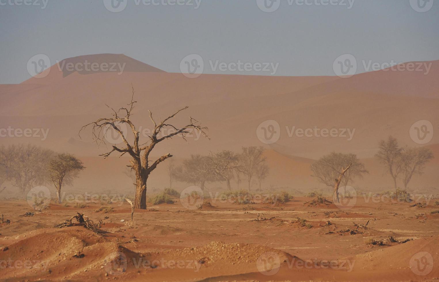Trees that are dead is in the sand. Majestic view of amazing landscapes in African desert photo