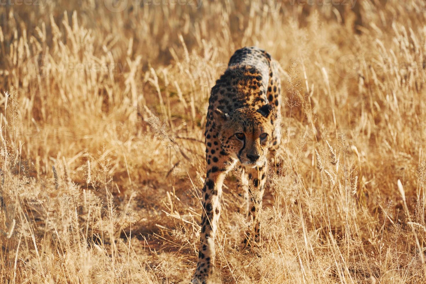 Cheetah is outdoors in the wildlife photo