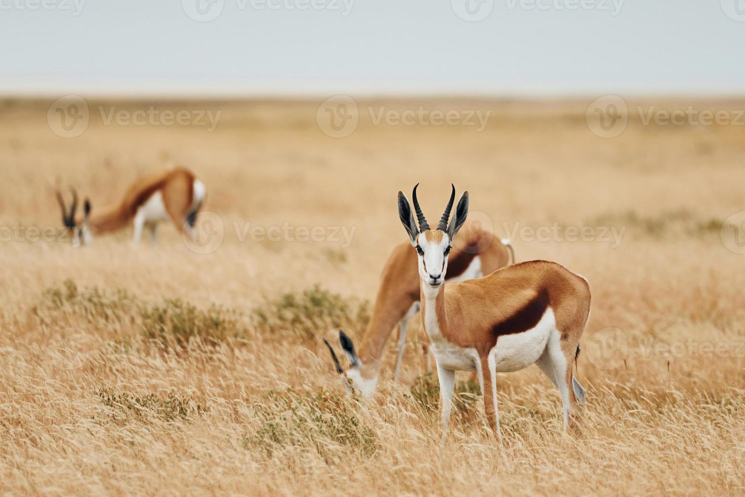 Together on the lawn. Anthelopes is in the wildlife outdoors in Africa photo
