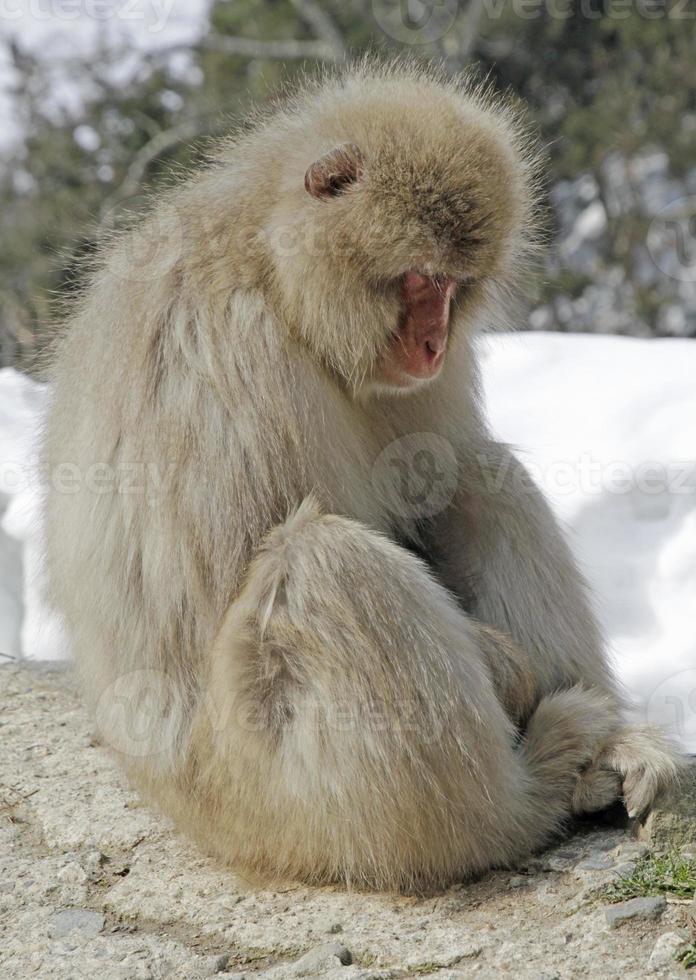 Japanese macaque sitting in a snowy forest photo