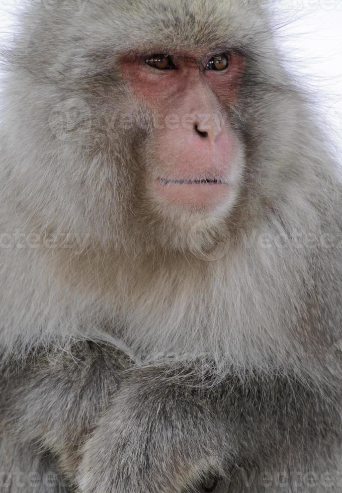 Close-up of a Japanese snow monkey looking to the side photo