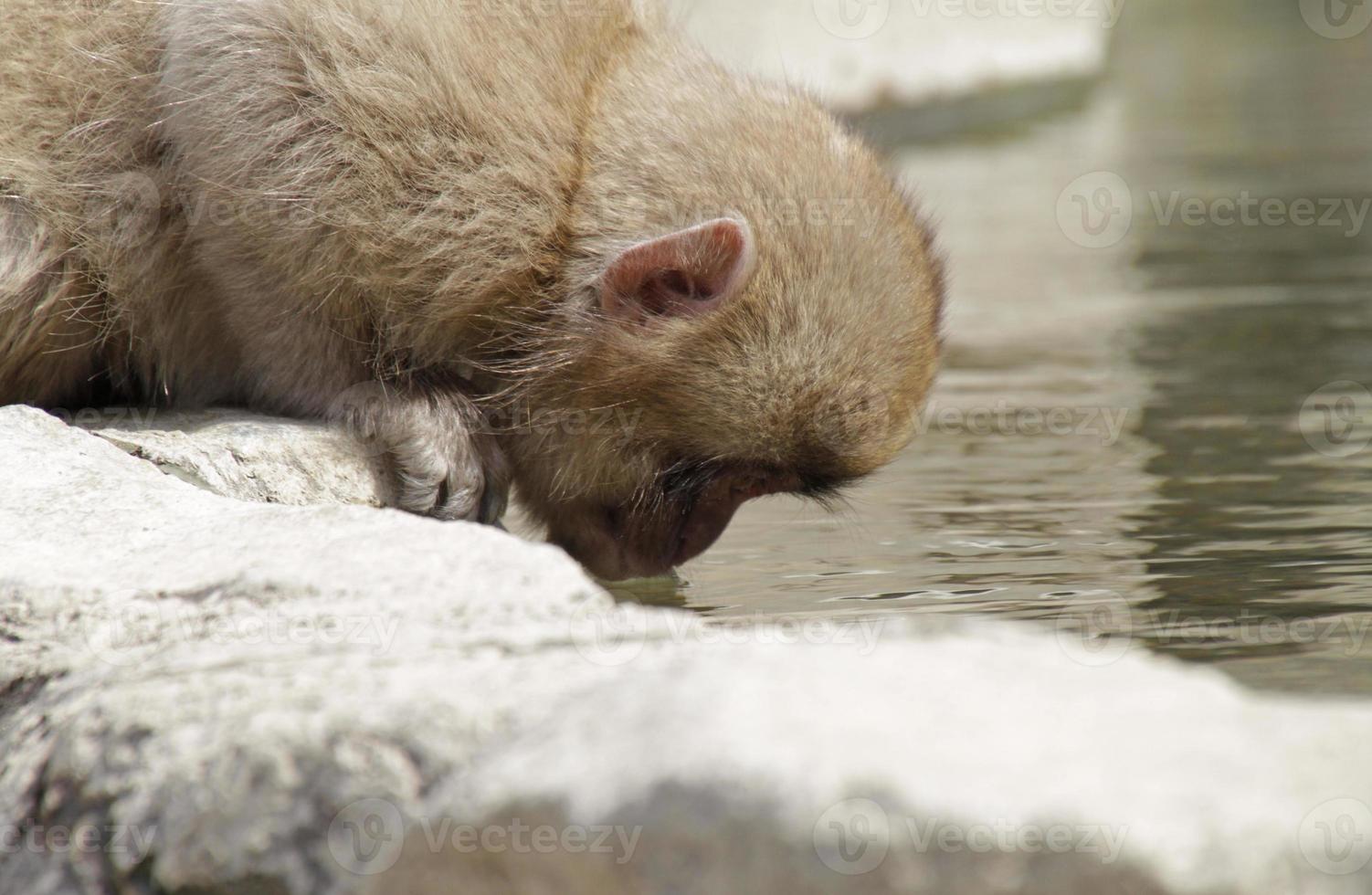 Japanese snow monkey in national park drinking water photo