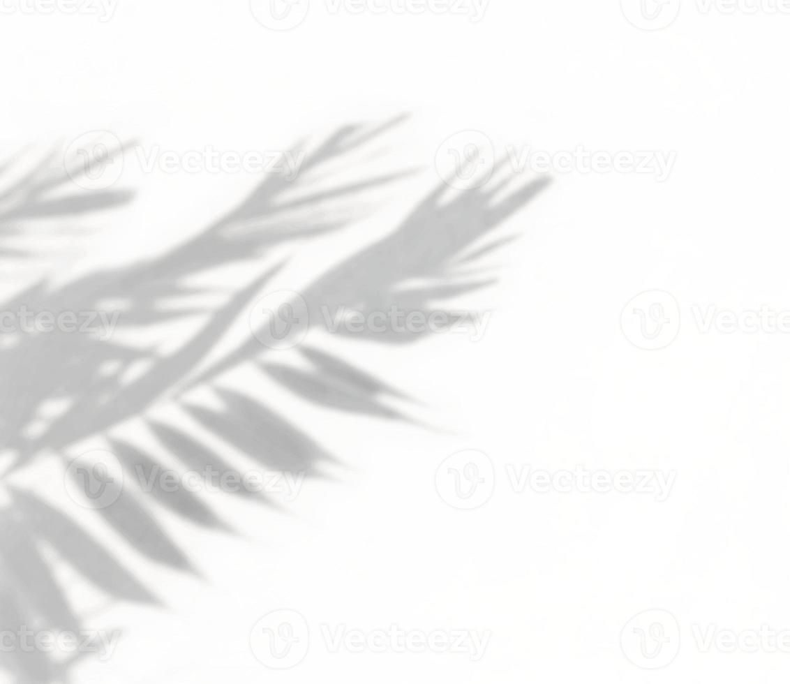Shadow of palm leaf on white wall background photo