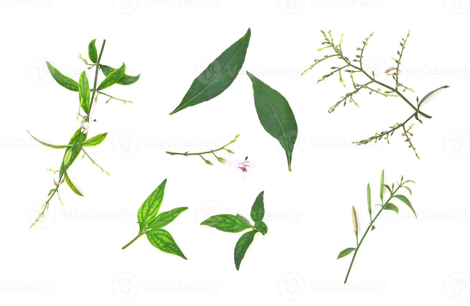 Andrographis paniculata isolated on a white background. photo