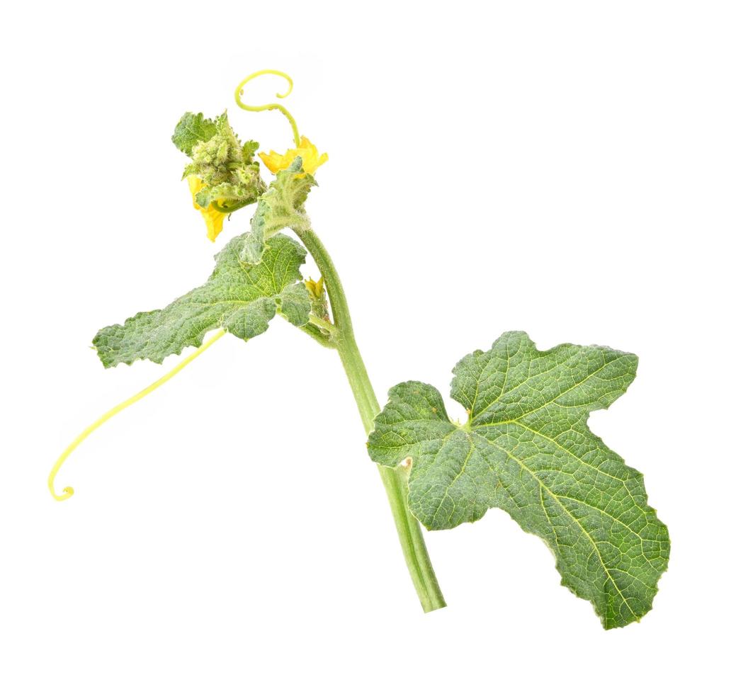Cantaloupe melon Leaf, melon flower isolated on white background. photo