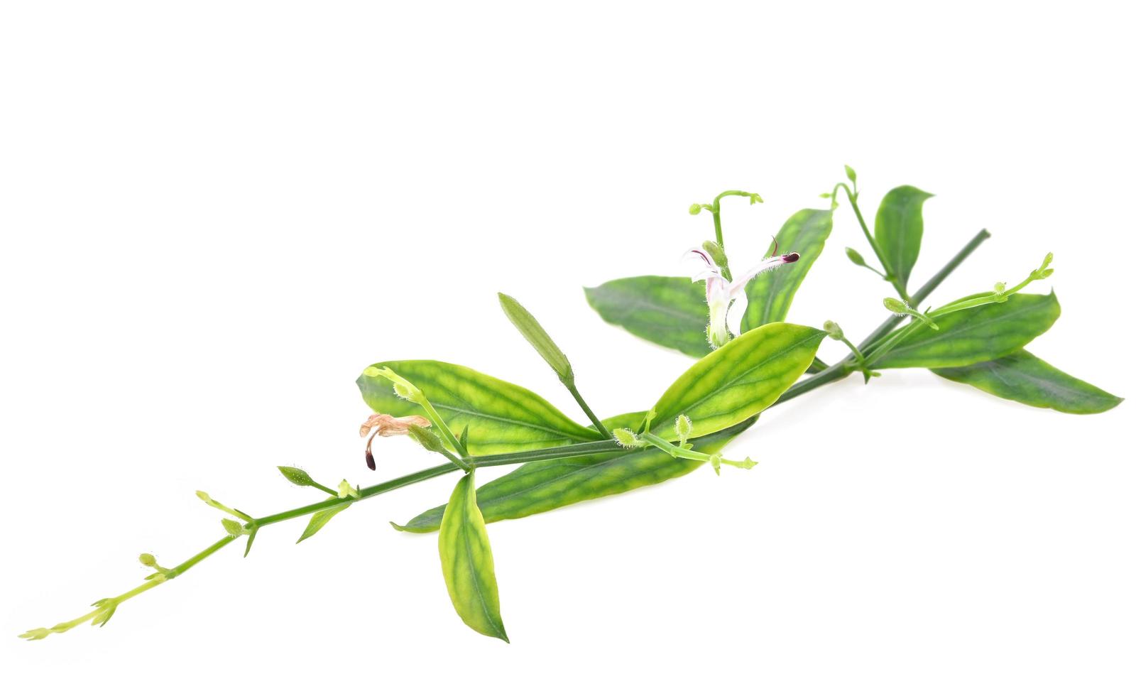 Andrographis paniculata isolated on a white background. photo