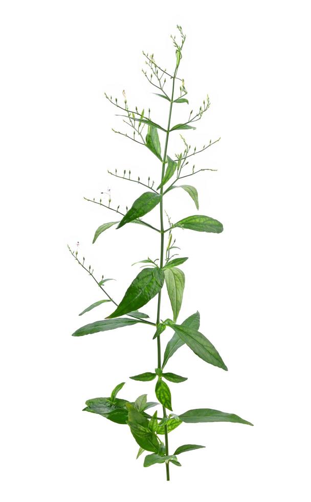 Andrographis paniculata isolated on a white background. photo