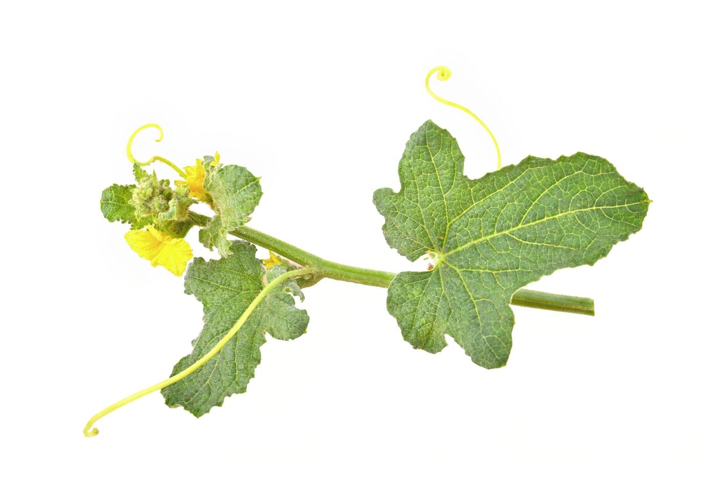 Cantaloupe melon Leaf, melon flower isolated on white background. Top