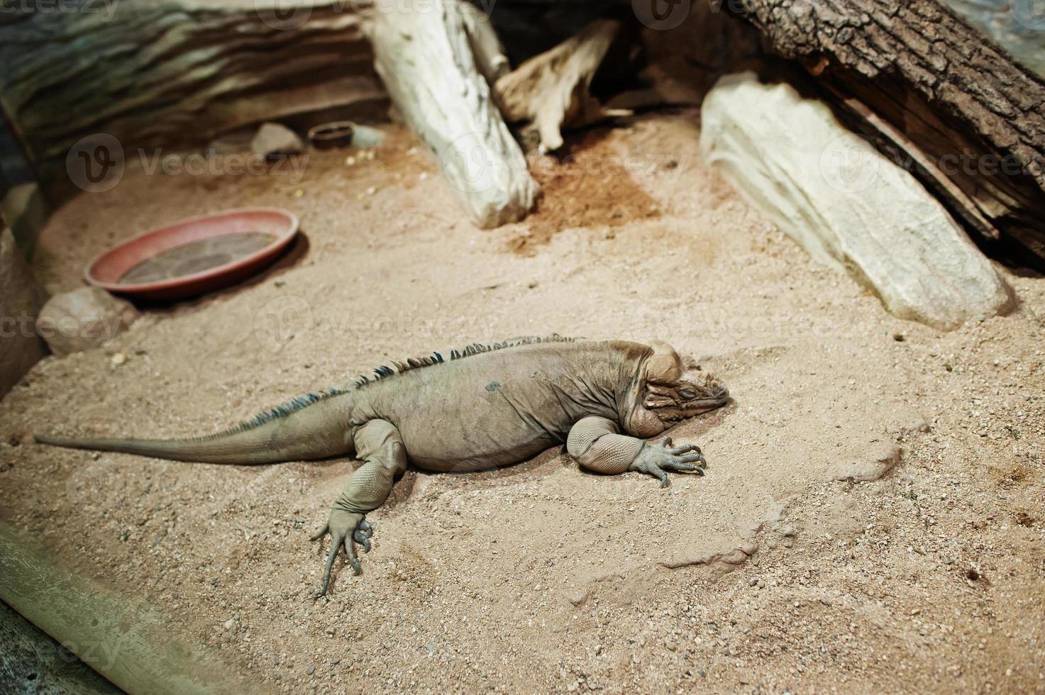 gran lagarto iguana en terrario en el zoológico. foto