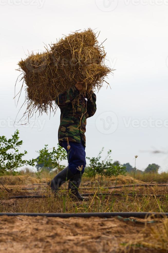 agricultor llevando paja tailandia. foto