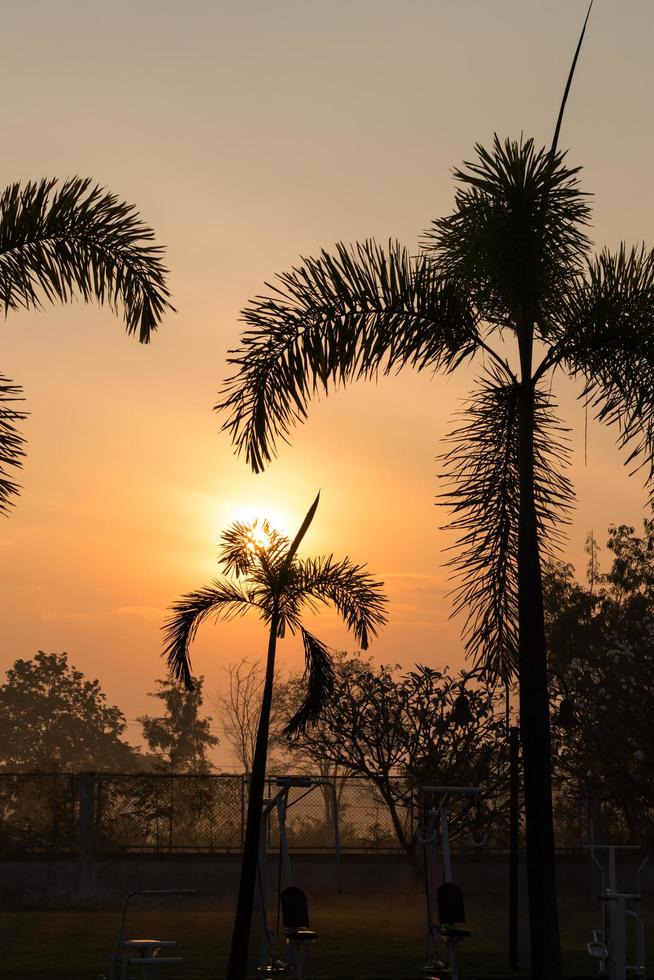 Palm trees and garden lamps in the early morning. photo