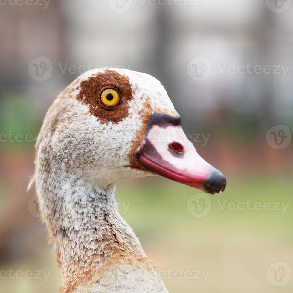 retrato del ganso del nilo de perfil foto