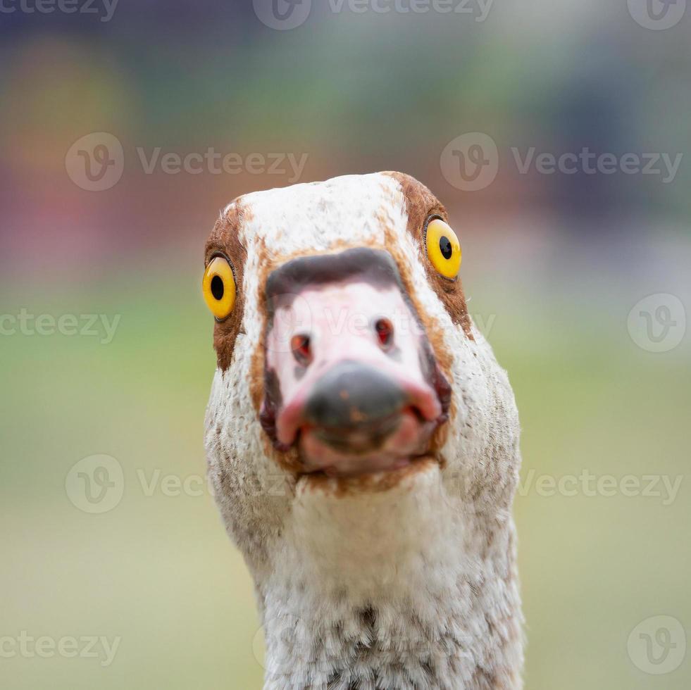 retrato de un ganso del Nilo divertido mirando a la cámara foto