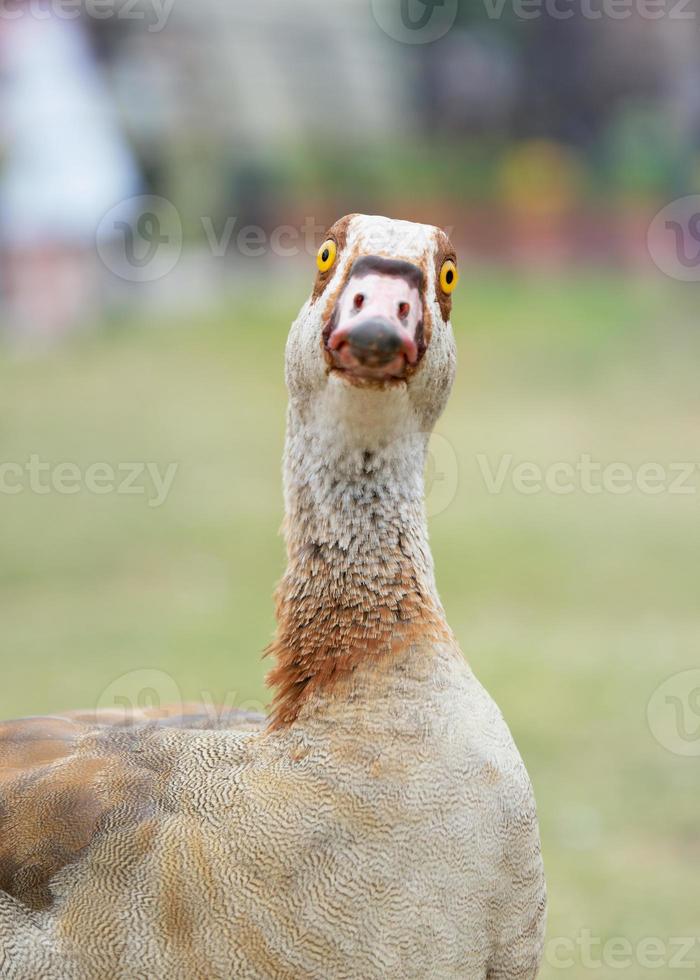 retrato de un ganso del Nilo divertido mirando a la cámara foto