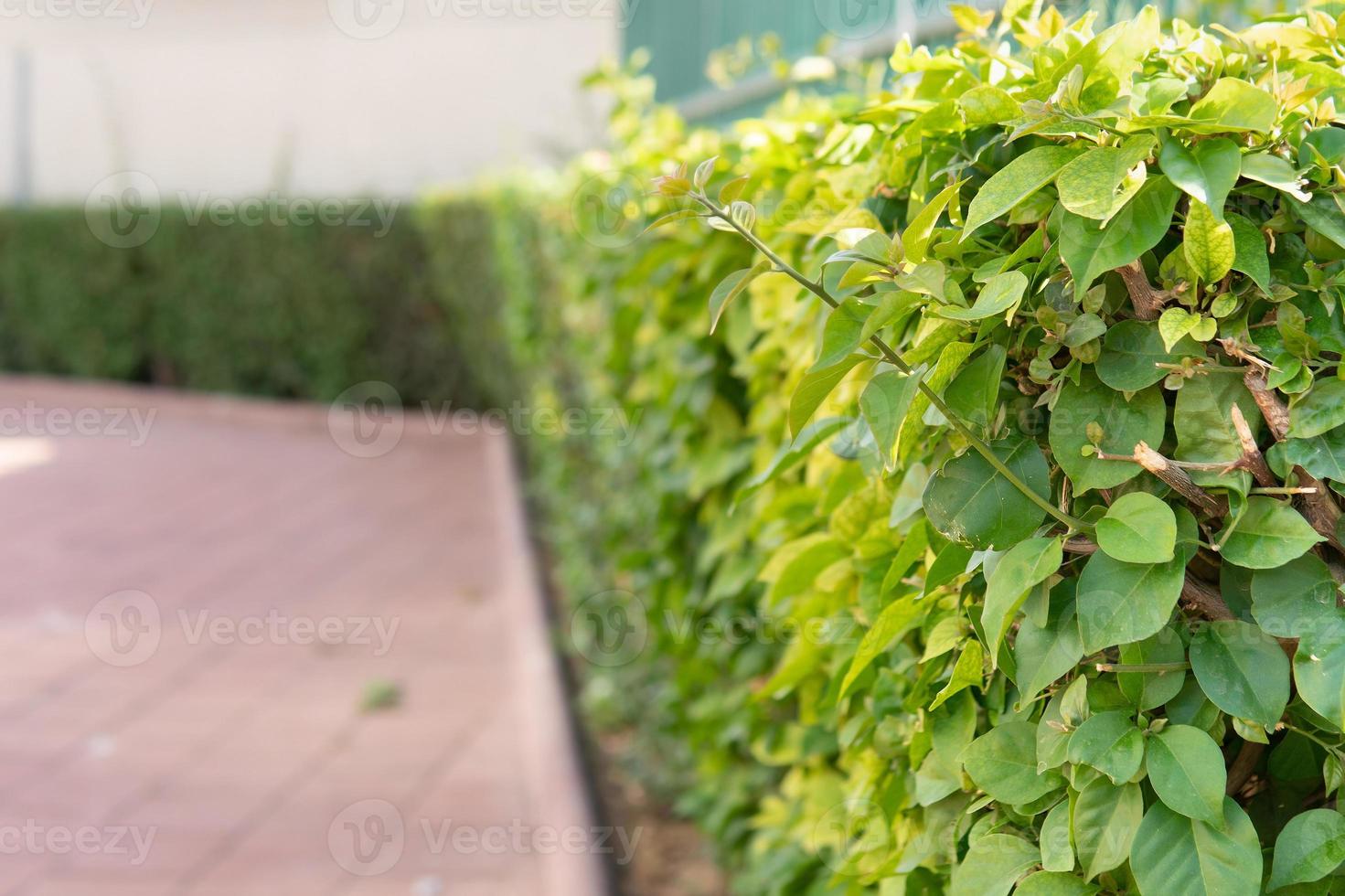 Hedgerow from trimmed green shrubs outdoors on israeli street photo