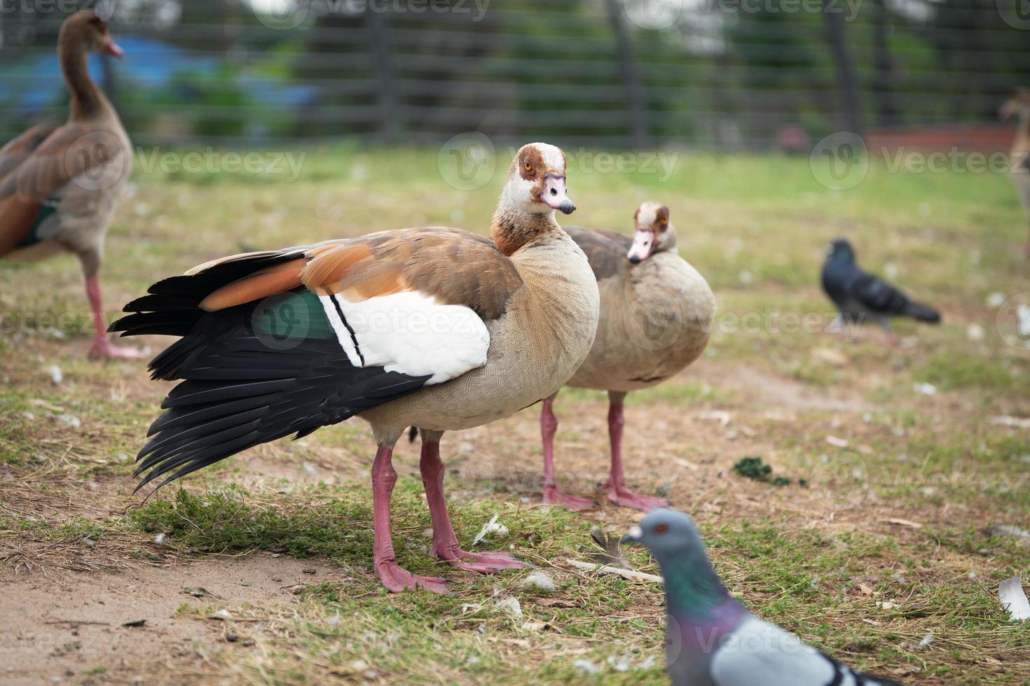 Nile gooses in the national park of Ramat-Gan, Israel photo