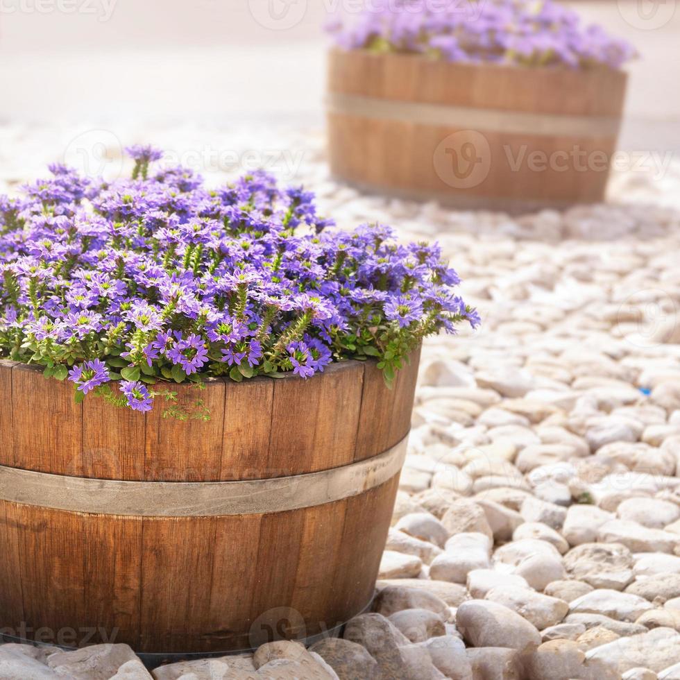 Beautiful purple flowers in wooden barrels decorate israeli streets photo