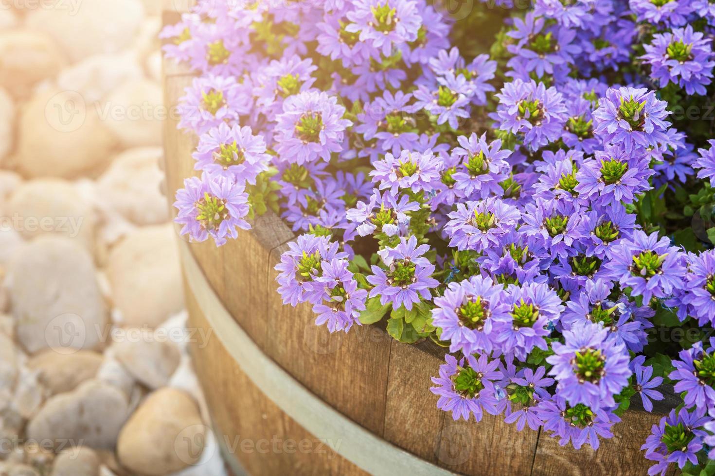 Decorative Purple flowers in wooden barrels on israeli streets photo