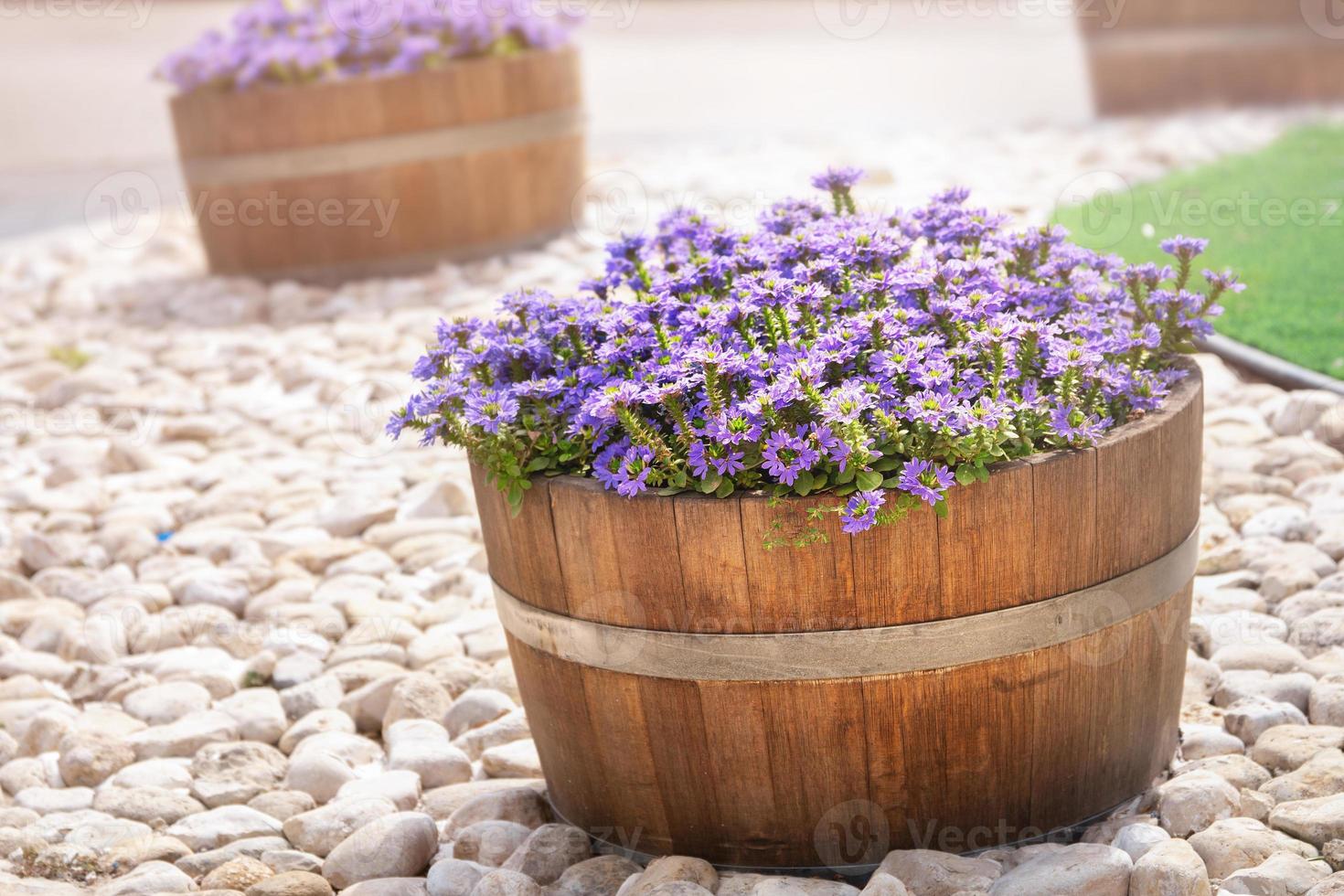 Beautiful purple flowers in wooden barrels decorate israeli streets photo