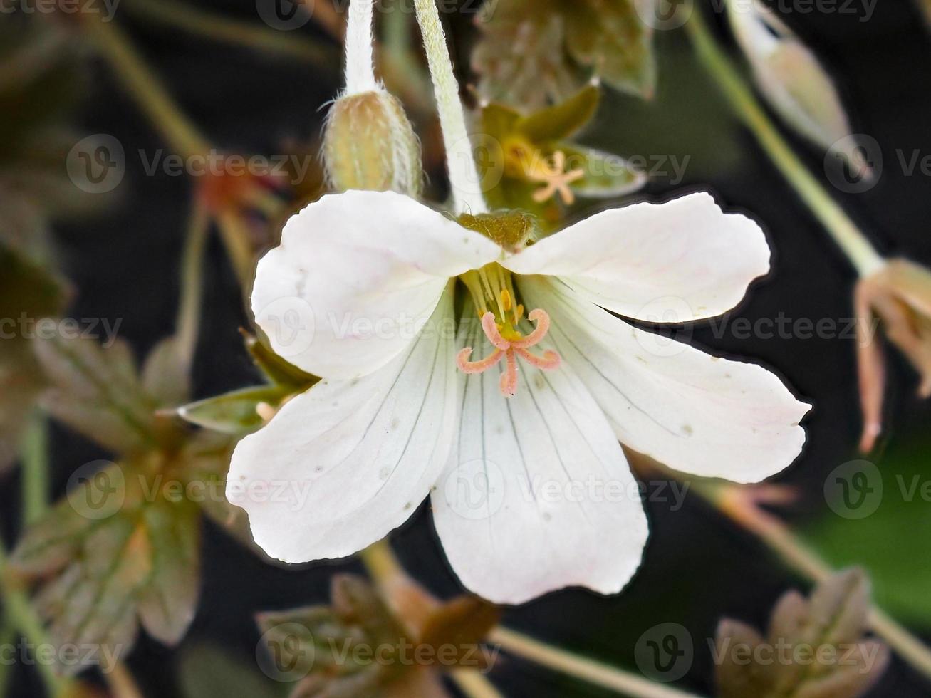 white flower of Geranium sylvaticum photo