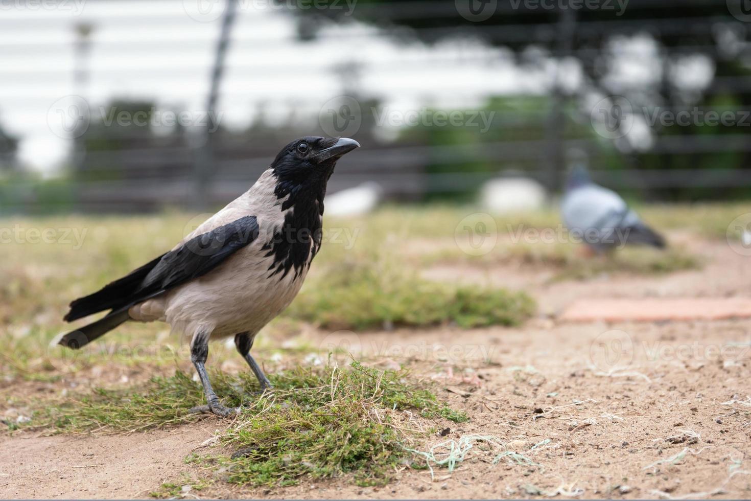 Common black and gray crow close up with a dove on the blurred background in park in summer day photo