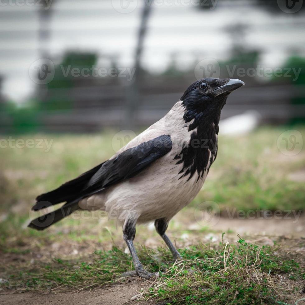 Common black and gray crow close up outdoors photo