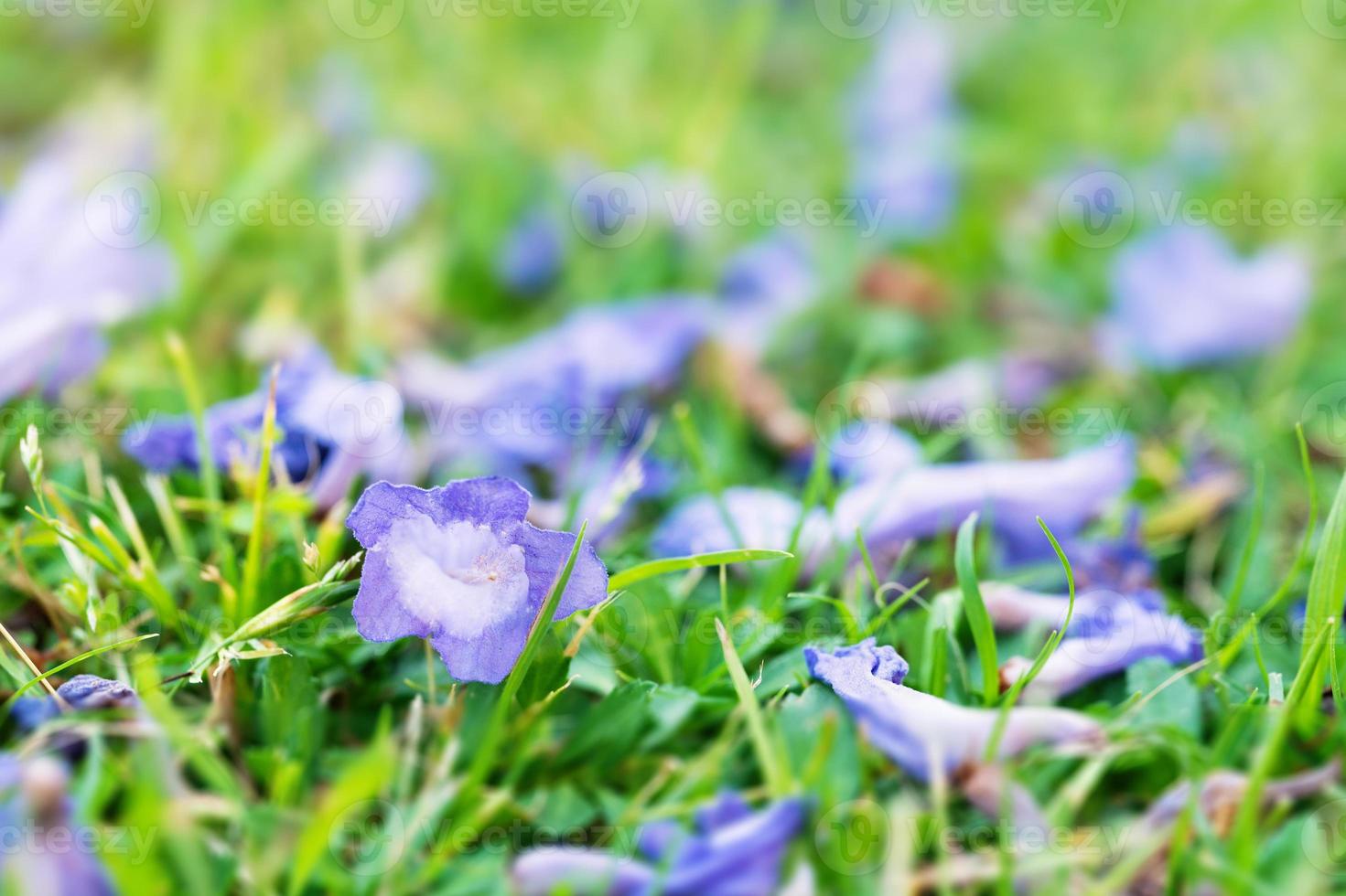 Jacaranda fallen flowers lying on green grass macro photo