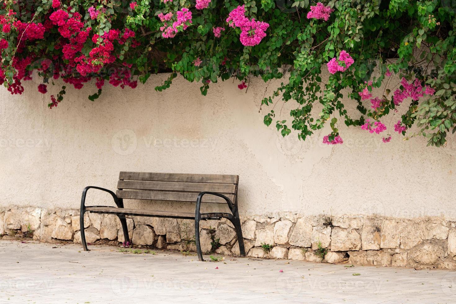 Beautiful place with a bench standing near a wall with red bougainvillea flowers at the top photo