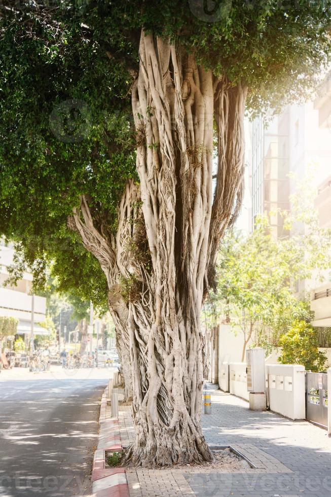 Large ficus tree with twisted roots on Tel-Aviv street photo