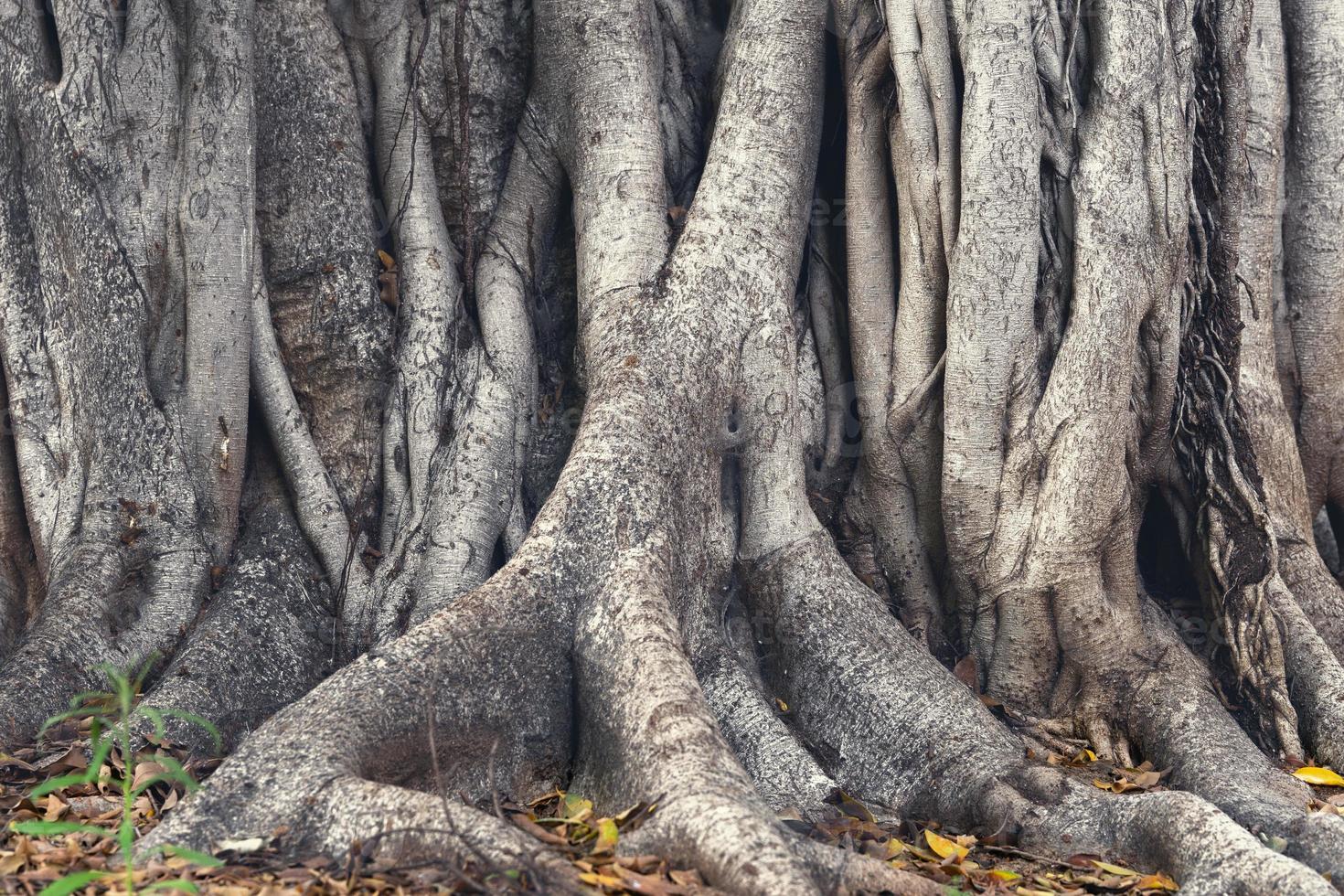 Banyan tree or ficus tree trunk close up background photo