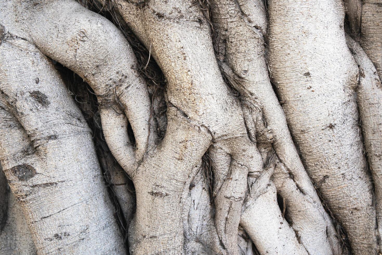 Fondo con tronco de árbol de higuera de cerca foto