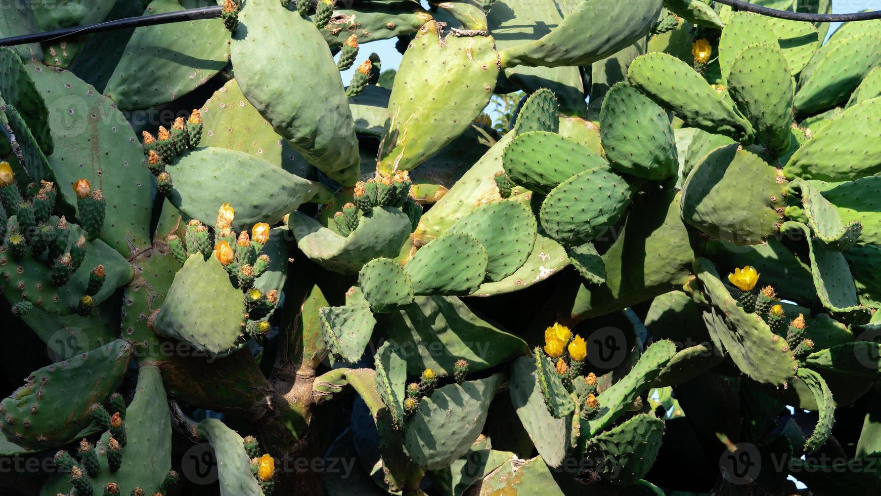 Background with green opuntia cactus also known as Prickly Pear photo