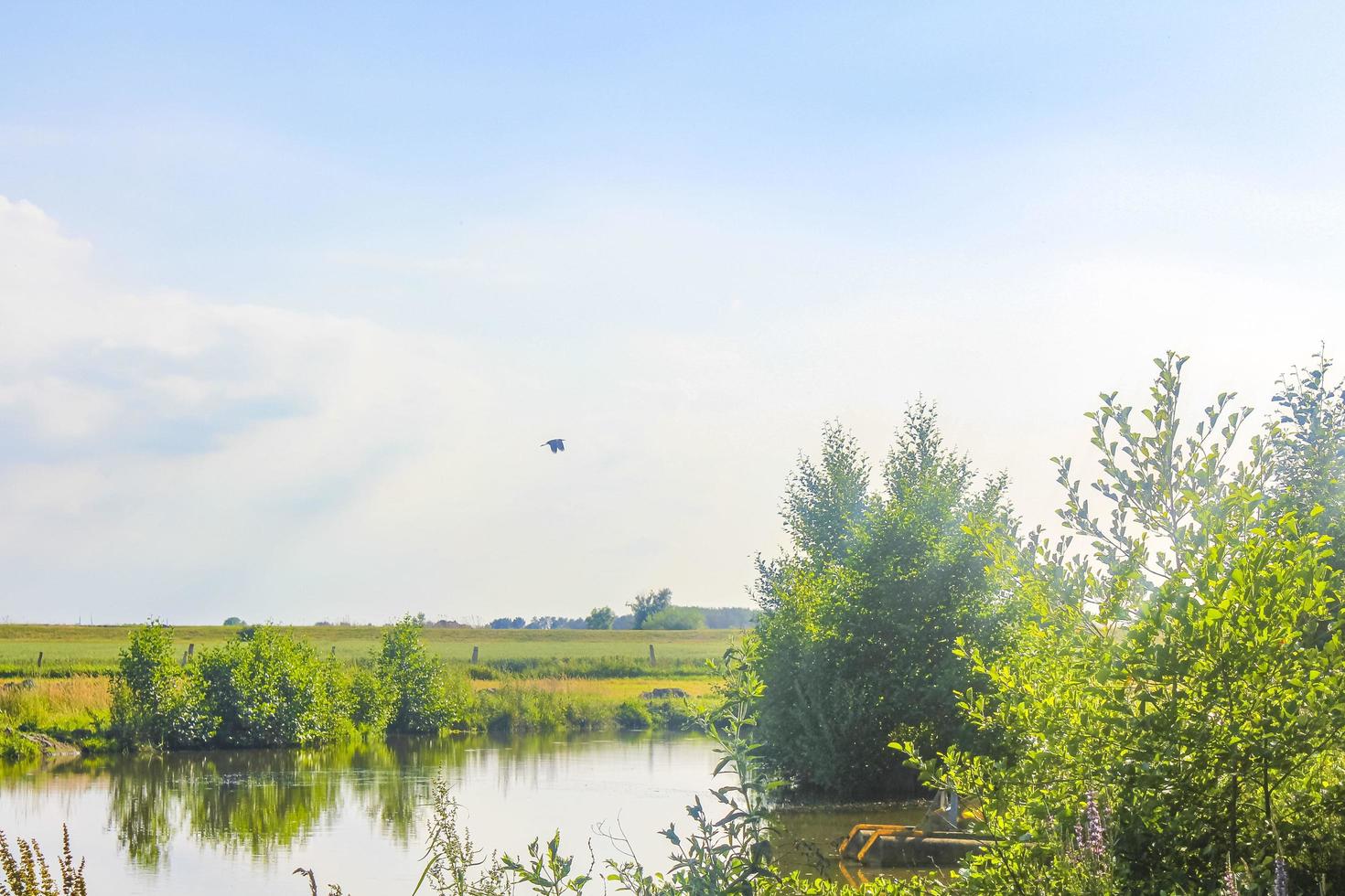 Bog moor swamp pond river lake green plants forest Germany. photo