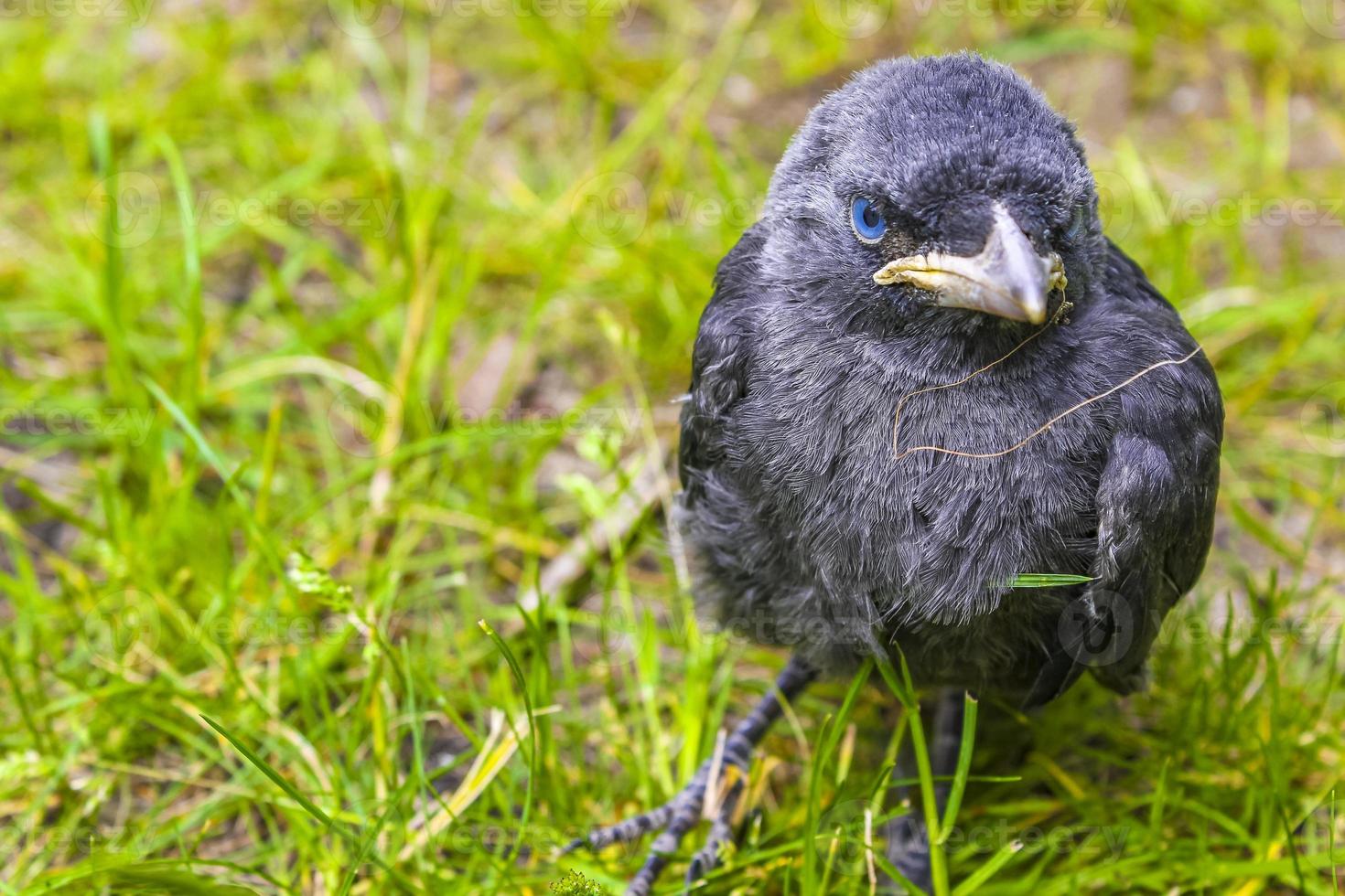 Black crow jackdaw with blue eyes sitting in green grass. photo