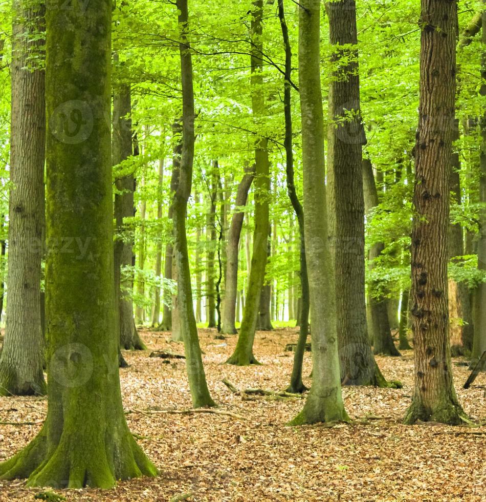 North German agricultural field forest trees nature landscape panorama Germany. photo