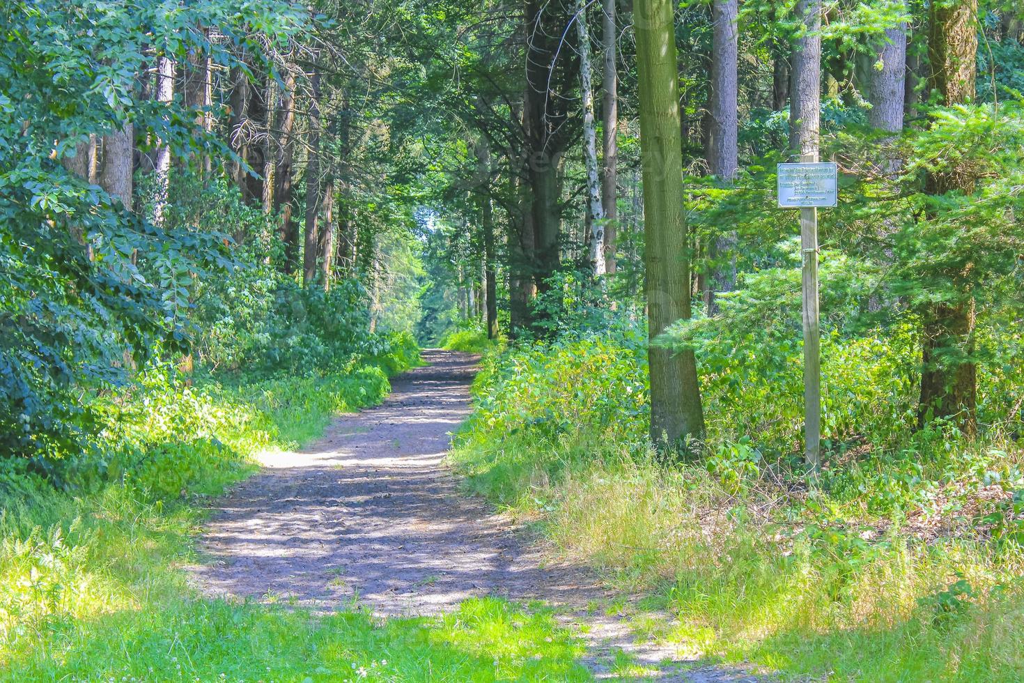Natural panorama view with pathway green plants trees forest Germany. photo