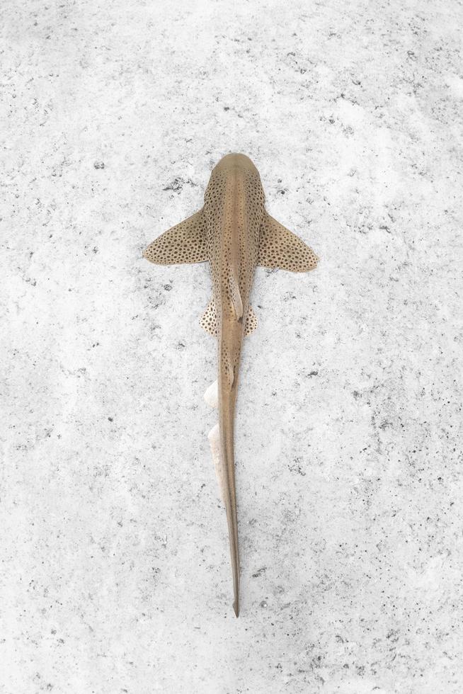 Hervey Bay, QLD, Australia 2020 - Leopard Shark resting on the bottom in deep waters. photo