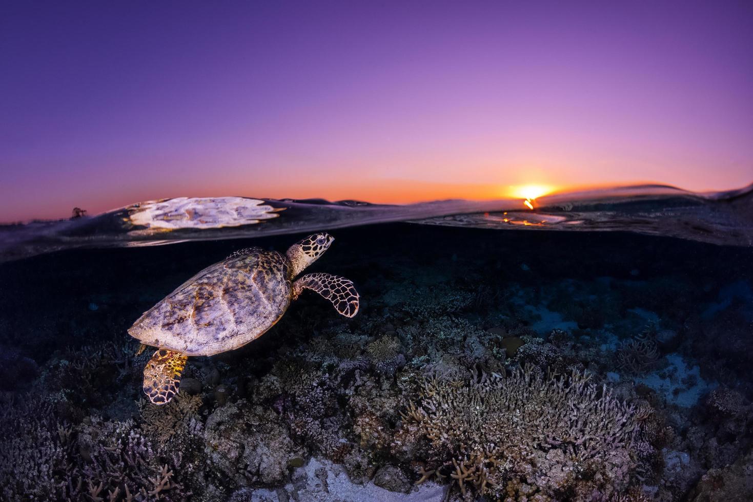 Hervey Bay, QLD, Australia 2020 - Hawksbill Turtle getting ready to catch a breath during a stunning sunset. photo