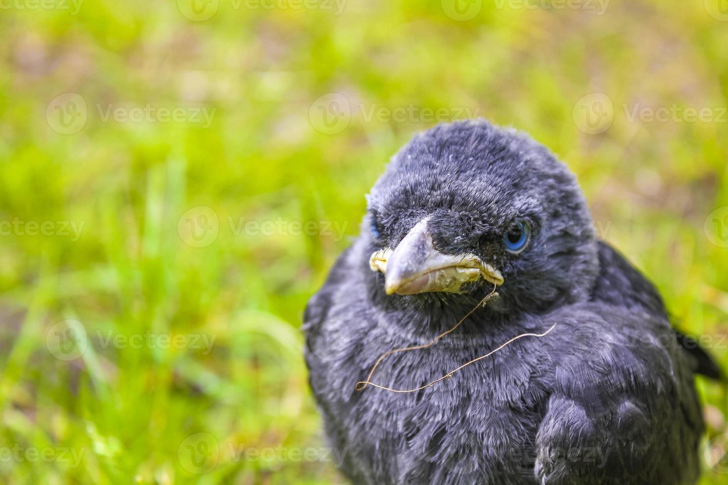 Black crow jackdaw with blue eyes sitting in green grass. photo